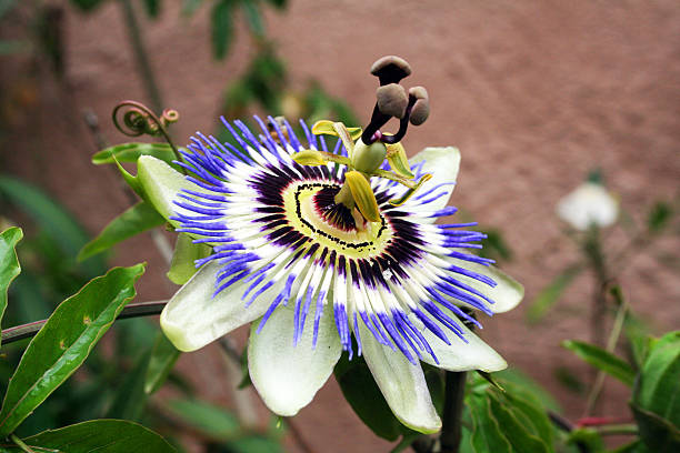 istock Germany: Passion Flower at Mespelbrunn Castle 537385547