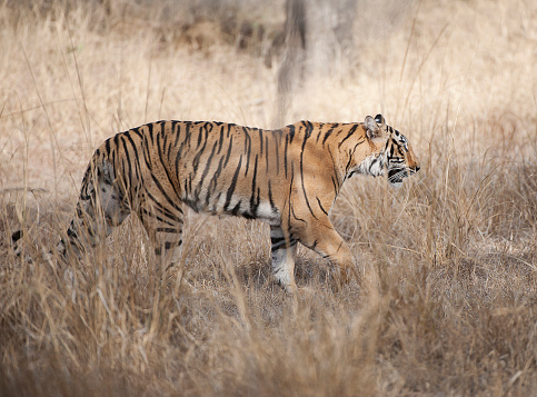 A young female Tiger, or tigress, largest of the Indian big cat family of wild animals, starts to stalk through grass cover with a determined stare in Ranthambore, Rajasthan, India