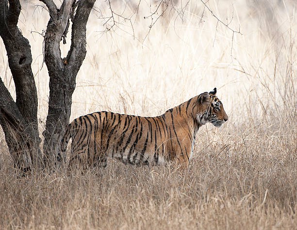 Stand aware - Tiger, Ranthambore, Rajasthan, India