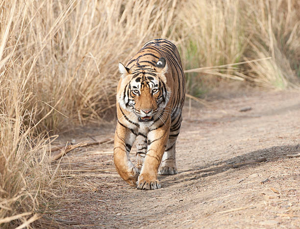 istock On my radar - Tiger, Ranthambore, Rajasthan, India 537385696