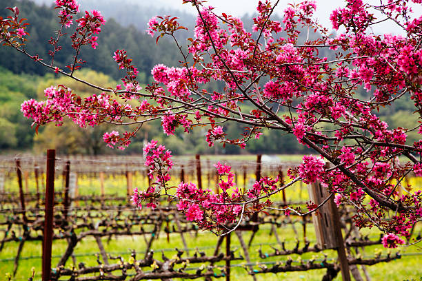 cherrry blossom - napa napa valley california flower foto e immagini stock