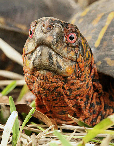 istock Male Box Turtle, close-up of head 537385937