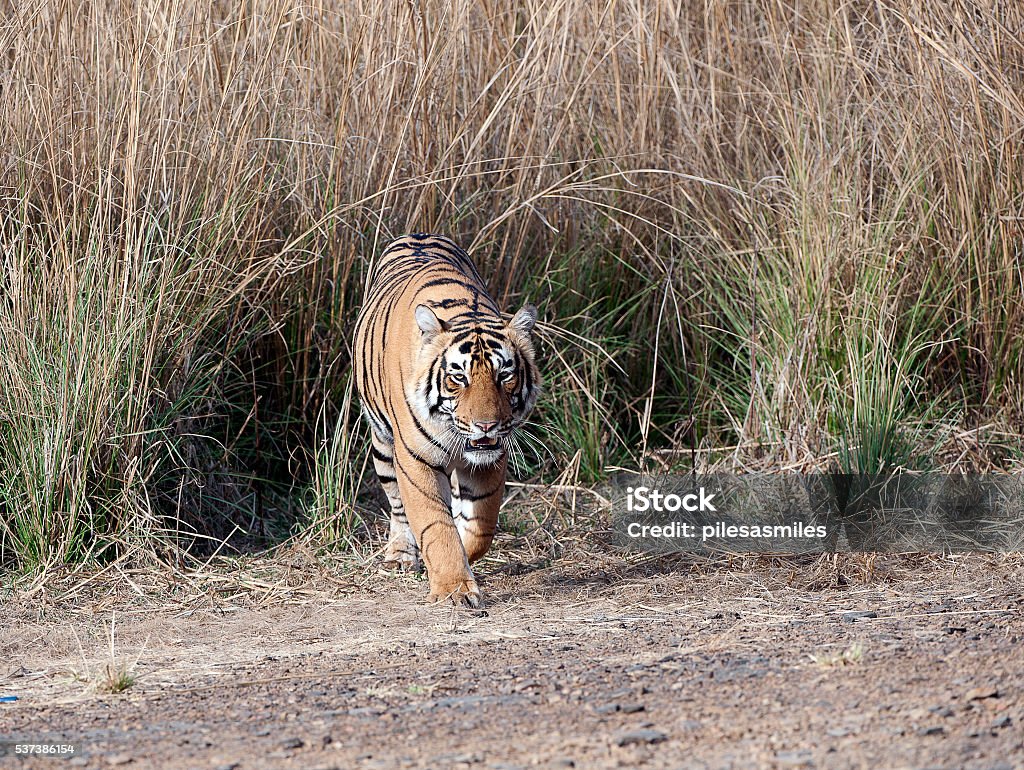 Heading Your Way Tiger In Ranthambore Rajasthan India Stock Photo -  Download Image Now - iStock