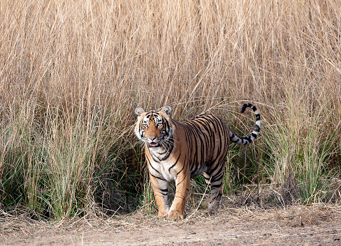 A  young male Tiger, largest of the Indian big cat family of wild animals, steps out of  the tall grasses of Ranthambore and flicks his tail in irritation, Rajasthan, India