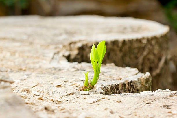 istock New life of tree 537386371
