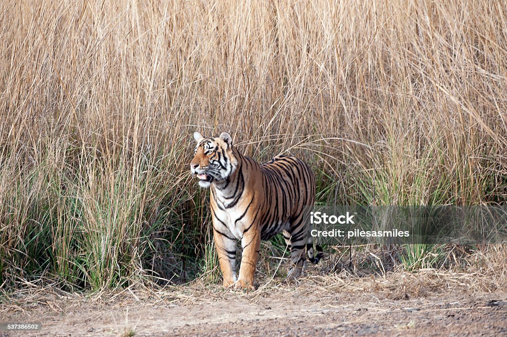 Sher Khan Of Ranthambore Rajasthan India Stock Photo - Download Image Now -  Emergence, Grass, Lion - Feline - iStock