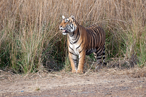 The head of a  tiger (close-up)