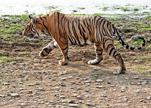 A young male Tiger, largest of the Indian big cat family of wild animals, prowls along the waterside in the broad daylight, Ranthambore, Rajasthan, India