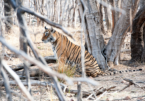 A female Tiger, largest of the Indian big cat family of wild animals, watches her prey in the sparse forest cover with little hope of success in th ebroad daylight, Ranthambore, Rajasthan, India