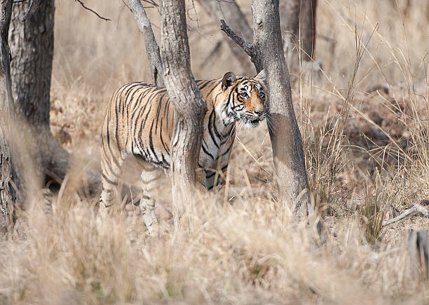 istock In to view - Tiger, Ranthambore, Rajasthan, India 537387106