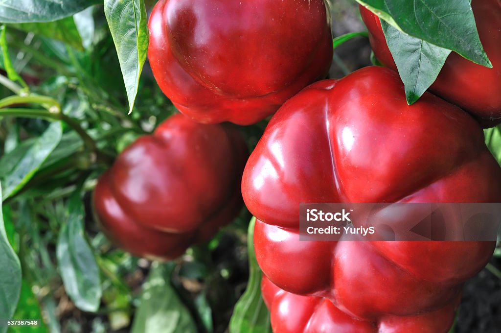 close-up de pimentão vermelho - Foto de stock de Agricultura royalty-free