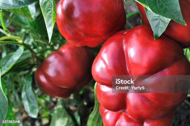 Foto de Closeup De Pimentão Vermelho e mais fotos de stock de Agricultura - Agricultura, Campo, Cena Rural