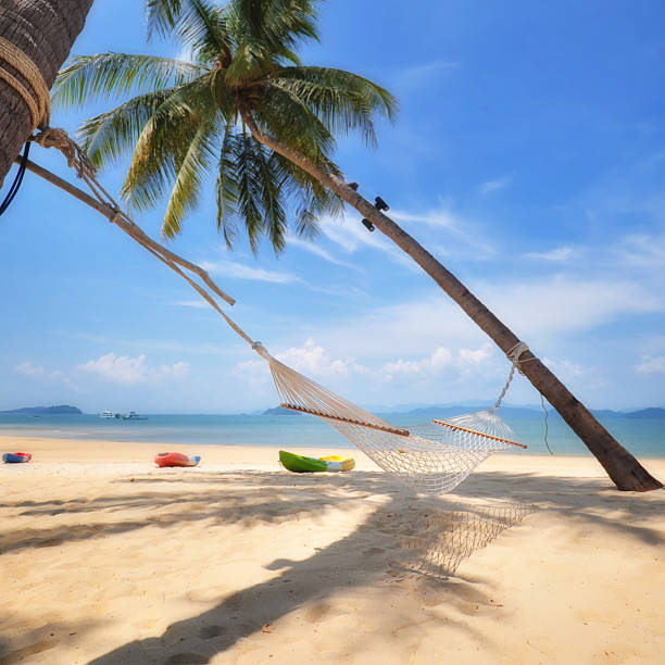 istock Coconut palm trees with hammock and tropical beach background 537387662