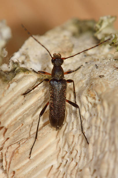 istock Grammoptera ruficornis longhorn beetle 537387688