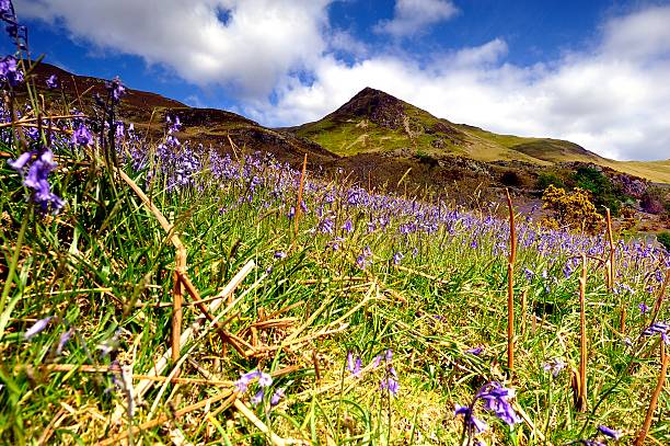istock The Rannerdale Bluebells 537387918