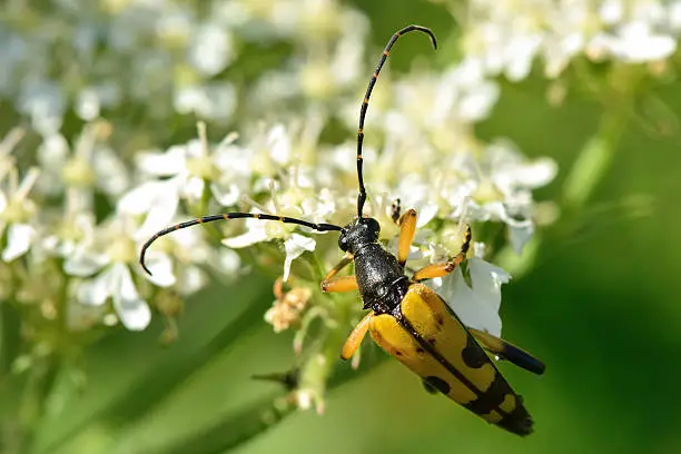 Photo of Spotted longhorn beetle (Rutpela maculata) in profile