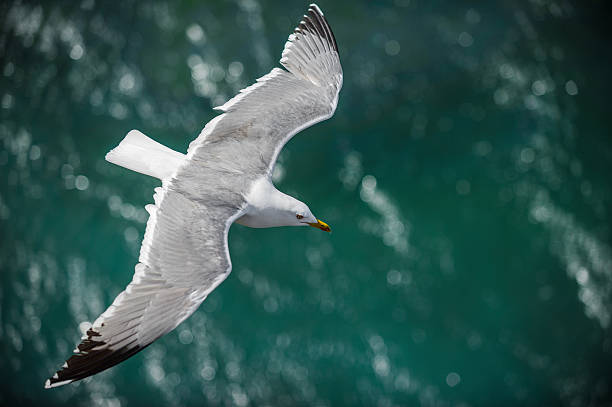 Gull in the air above the water with spread wings