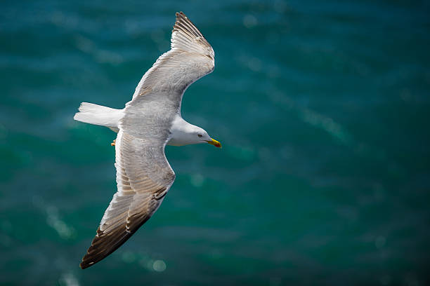 istock Gull in the air above the water with spread wings 537388110
