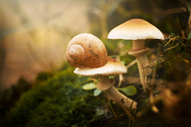 istock Snail on the mushroom 537388215
