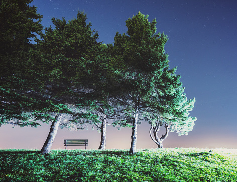 A park bench sits under a canopy of spruce trees in a park.  Long exposure with light painting.