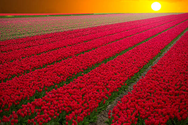 istock field with red tulips in the netherlands 537388354