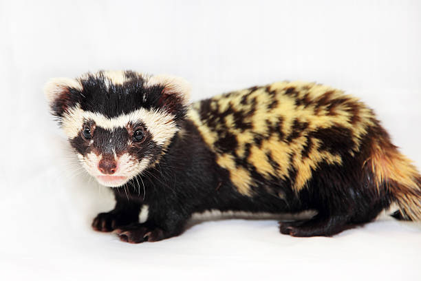 Marbled polecat (Vormela peregusna) on white fabric background. Marbled polecat (Vormela peregusna) on white fabric background. Was classified as a vulnerable species in the IUCN Red List. polecat stock pictures, royalty-free photos & images