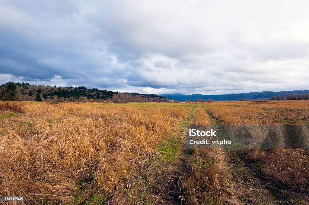 Yellow long grass with road track on big autumn meadow Road in the middle of yellowed tall grass in reserve Columbia Gorge, which is a protected area of wildlife in the valley of the Columbia River and serves as a natural habitat for all wildlife and birds that live in this area. 2015 Stock Photo