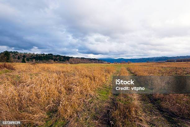 Yellow Long Grass With Road Track On Big Autumn Meadow Stock Photo - Download Image Now