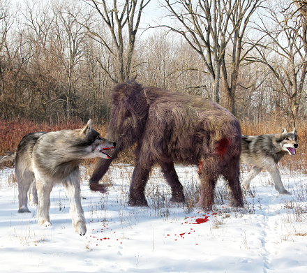 An illustration of Dire Wolves attacking a young Woolly Mammoth. The dire wolf is an extinct carnivorous mammal of the genus Canis, roughly the size of the extant gray wolf, but with a heavier build.