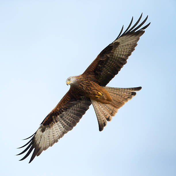 istock Red Kite, Bird of Prey, Milvus milvus. 537389405
