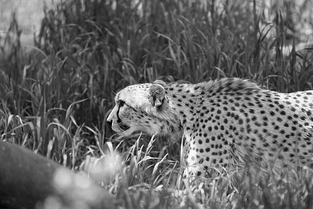 istock Cheetah Beauty In The Light 537389528