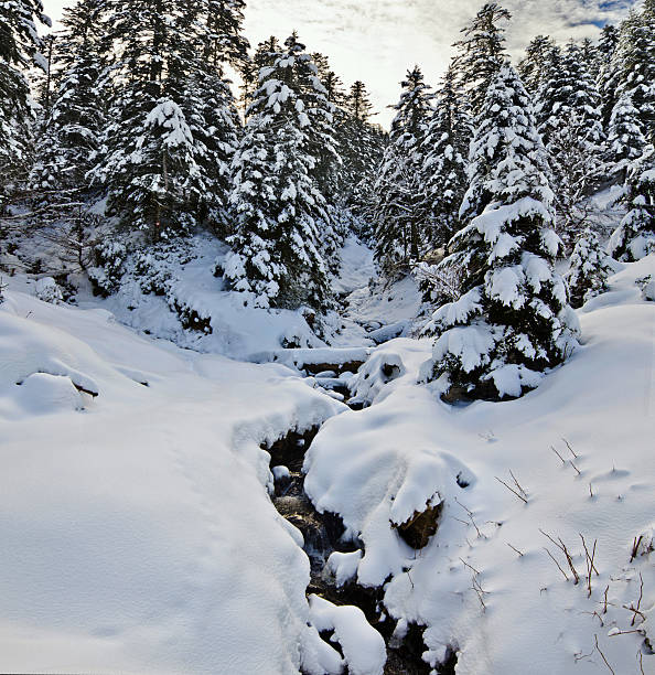 Mountain stream of in winter Fir forest in French Pyrenees, Asun Valley in Haute-Pyrenees. Sun light is crossing light clouds and trees