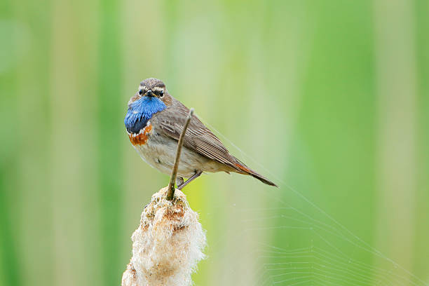 istock Bluethroat (Luscinia svecica) sittng in reed, The Netherlands 537389728