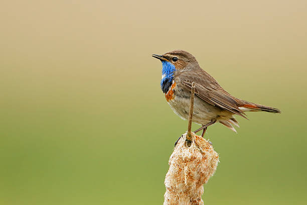istock Bluethroat (Luscinia svecica) sittng in reed, The Netherlands 537389754