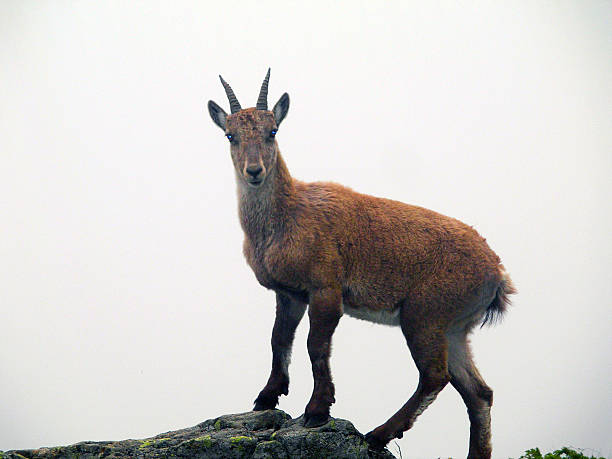 Wild chamois summer. Wild chamois summer on the slopes of the French Alps. chamois animal photos stock pictures, royalty-free photos & images