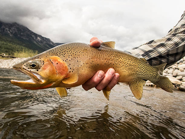 truta-salmonada com desenhos de rio e montanhas ao fundo. - cutthroat trout - fotografias e filmes do acervo