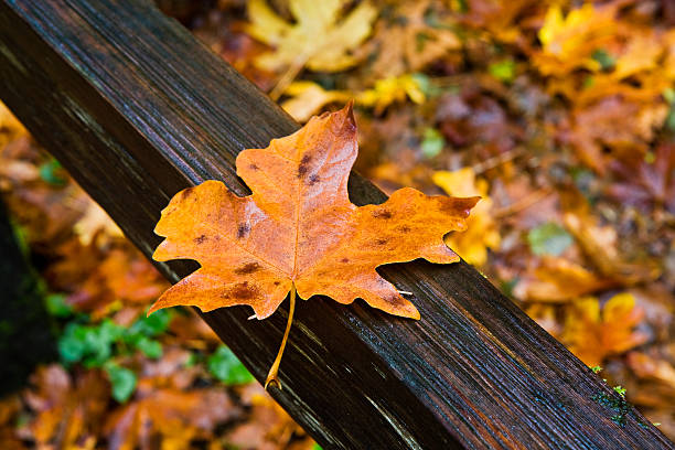 foglia di acero caduti in rustico parete ferroviaria - olympic peninsula foto e immagini stock