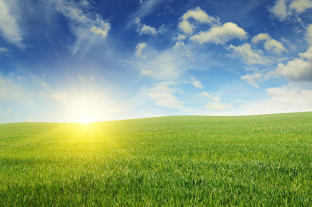 istock Beautiful sunset on green field 537390972