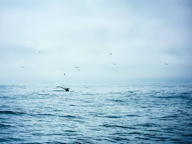 Tail of a single Humpback Whale in open water