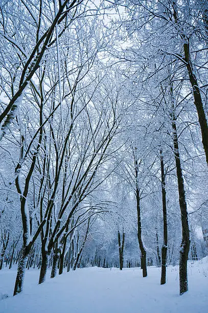 Fabulous evening winter background with snowbound alley