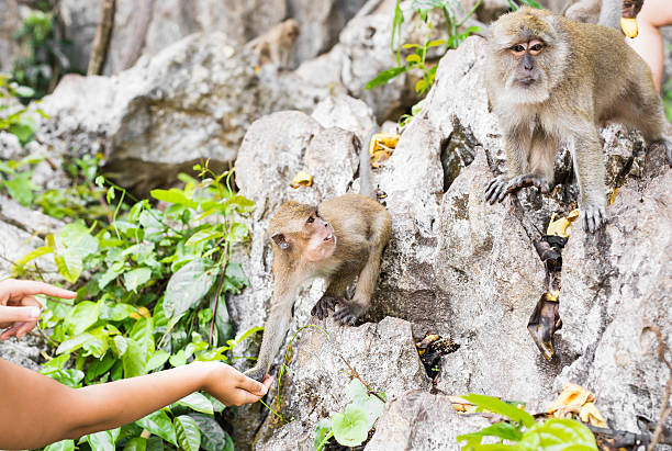istock cute monkey lives in a natural forest of Thailand. 537392348