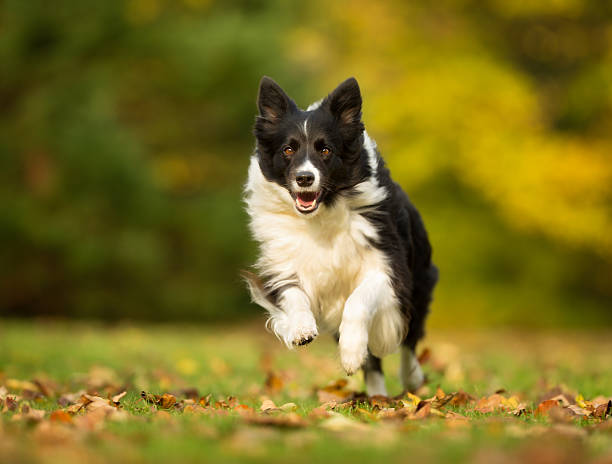 Border Collie Dog Purebred adult dog outdoors in the forest on a cloudy day during autumn.. border collie stock pictures, royalty-free photos & images