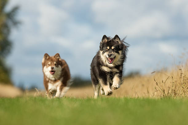 Purebred adult dog outdoors in the nature on a sunny day during late spring and early summer.