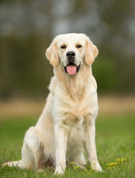 istock White Golden Retriever Dog 537393444