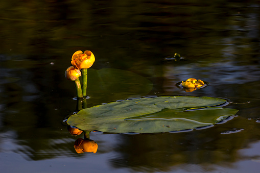 The photo shows a large group of yellow flowers of water lilies growing in the river. These flowers are not typical water lilies, as the flowers appear more like a bud than an actually bloom, while the leaves are more oval in shape. This extremely invasive plant is most commonly known as the bullhead lily, spatterdock, water shield or cow lily, with its large rhizomes and roots favouring a pond with a muddy base. Its Latin name is:Nuphar pumila. Picture taken on Mukhavets River near Brest, Belarus, May 29, 2016.