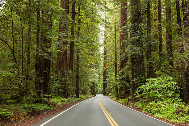 istock Avenue of the Giants 537394398