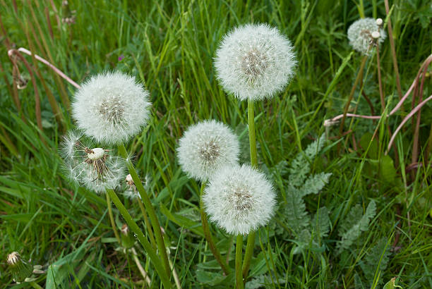 istock Dandelion flowers plant. 537394510