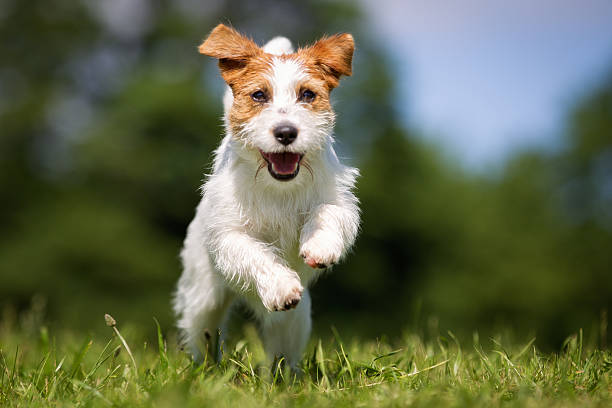 Jack Russell Terrier dog outdoors on grass Purebred Jack Russel Terrier dog outdoors in the nature on grass meadow on a summer day. terrier stock pictures, royalty-free photos & images