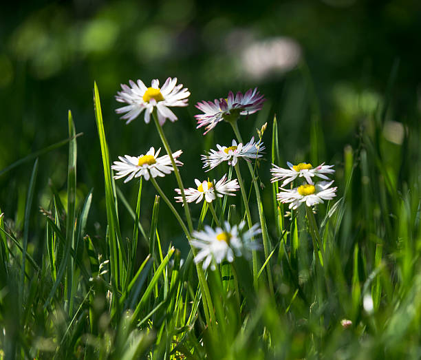 wildflowers stock photo