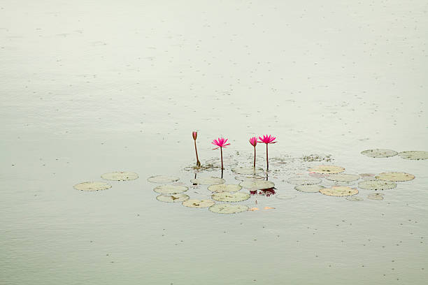 Little pink flowers in the lake